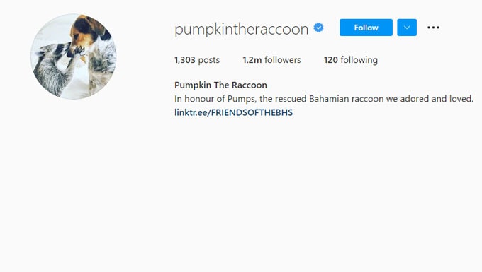 Pumpkintheraccoon