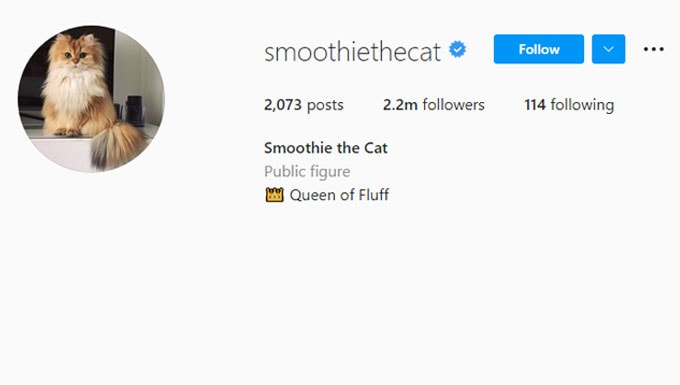 smoothiethecat